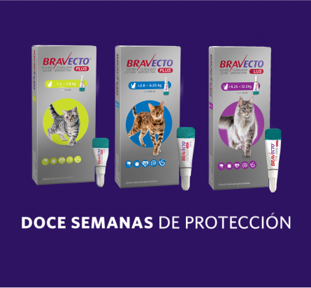 12 semanas de protección
