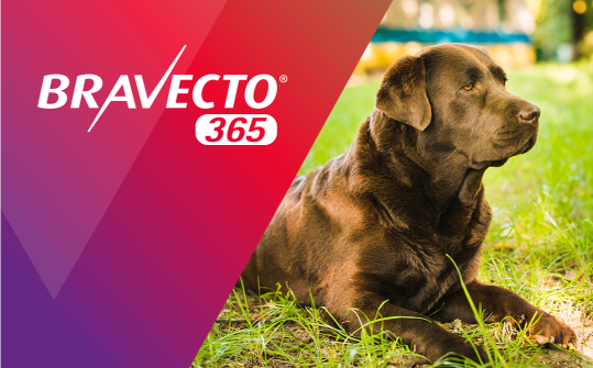 Bravecto® 365