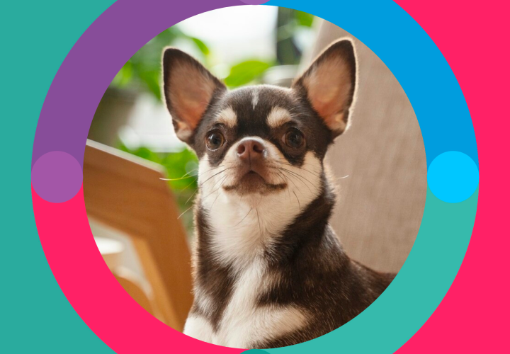 Bravecto® para perros