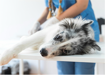 Leptospirosis canina: conoce los síntomas y cómo solucionarlo