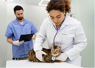 Prevención de parásitos externos en gatos: métodos eficaces